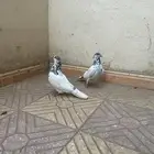 حمام باكستاني
