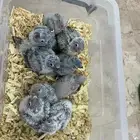 فروخ كنيور وكروان تقبل الغر ومشروطه وحجم