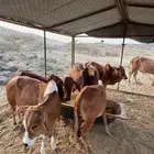 حسلان للبيع