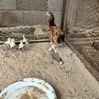 مفرخه بكستانيه