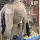 بكره للبيع