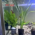 Aquarium plants