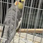 ذكر كروان