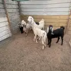 ماعز مواليد
