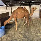 قعدان حمر
