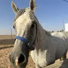 خيل شعبي شيخ