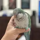 ببغاء مفقود - كويكر