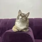 للتبني قطه أنثى العمر تقريبا من 7 أشهر إلى 8 اشهر