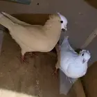 حمام كارير ومصري