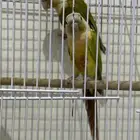 كنيور ذكر غير أليف