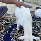للبيع تيس قزم عمره 5 شهور أليف