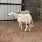 خنم حيل