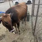 بقرة مهجنة بكر