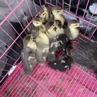 بطة مصريه مع فروخها