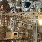 قميري محميه