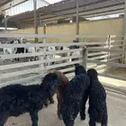 بهم تربيه عرب