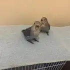 روز