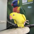 دره هولندي اصفر اليف وهدد ومتكلم