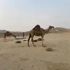 للبيع ناقه ساحليه