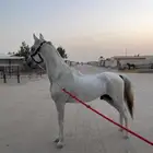 حصان شعبي