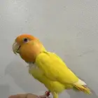 ذكر روز منتج