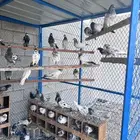 حمام باكستاني انواع مختلفه ..