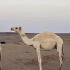 قعود