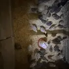 سمان العمر اسبوعين ونص