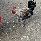 ديك العمر 5 شهور