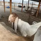 جفار دفيع