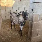 تيس فحل للبيع مشروط في كل شيء