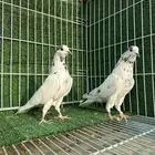 حمام باكستاني بانتيز ( تم البيع )