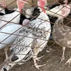 دجاج رومي اربع شهور