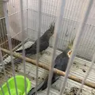 دجاج بلش الون اسود