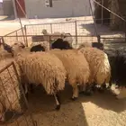 6 حيل فل شحم نظاف اشباب