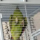 ببغاء امازون متكلم