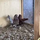 حمام جوز جاوا منتج بعياله