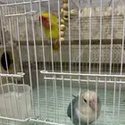 جوز روز منتج الان وأليف