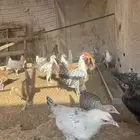 دجاج العمر 4 شهور