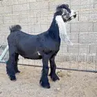 مشاريع فحول معرفه