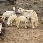 خروف فحل وشاه عليها 2 (تم البيع )