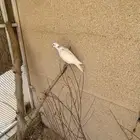 للبيع قمري ابيض