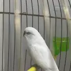 طيير بادجي (طيور الحب)