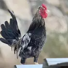 ديك عربي أفرق أكحل مقب ع