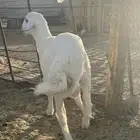 خروف حري