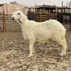 خرفان مشاريع فحول مهجنه