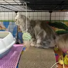 قطه للتبني شرط مخافة الله فيها