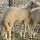 طلي للبيع