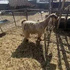 عنز صفراء عارضيه