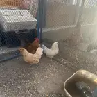 الحسنيه